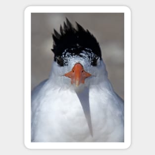 Royal Tern Sticker